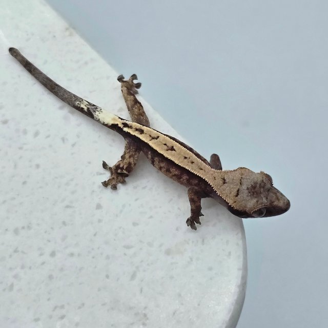 카푸치노 100%헷아잔틱