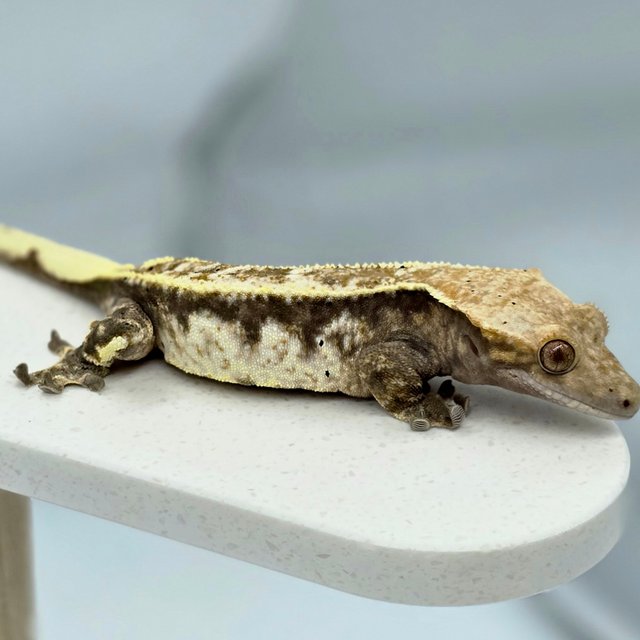 다크 쿼드 화이트핀 풀핀 엠티백