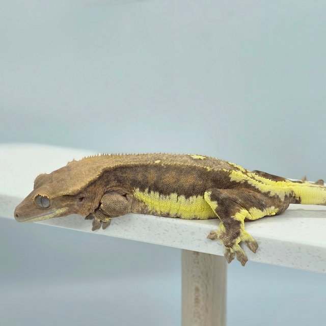 다크 팬텀 릴리화이트