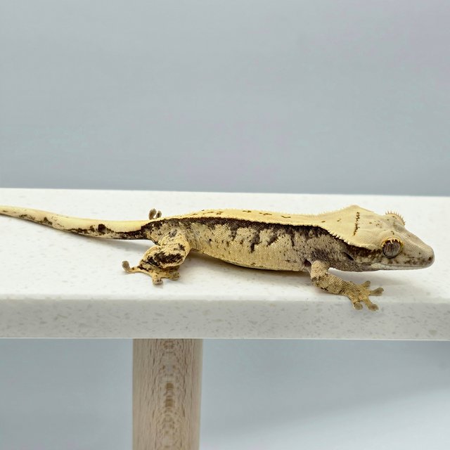 노멀 트라이 익스트림할리퀸 풀핀