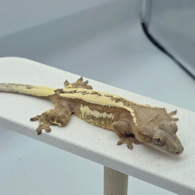 크림 세이블 쿼드