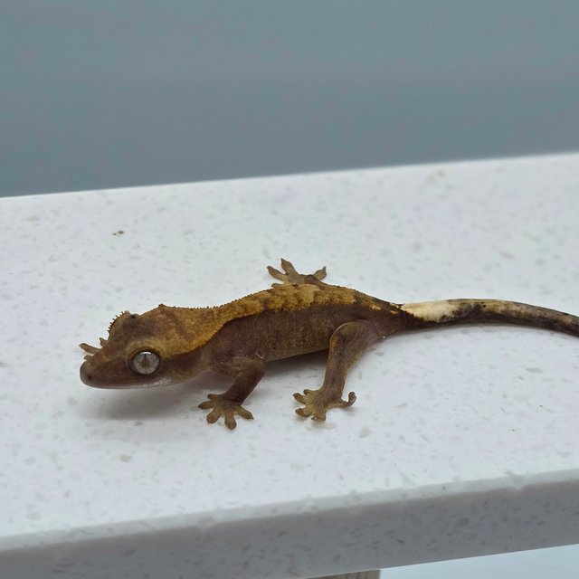 하이포 카푸치노