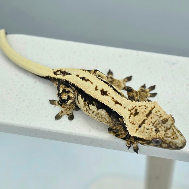 다크 노멀 쿼드 풀핀