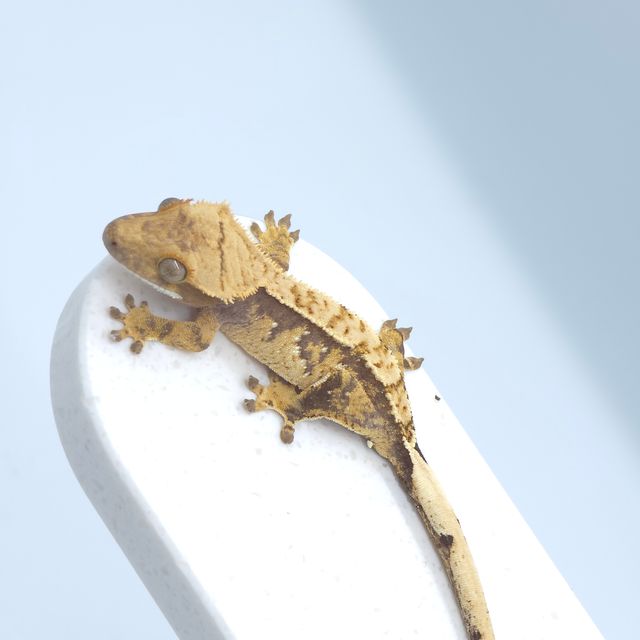 노멀 트라이 익스트림할리퀸