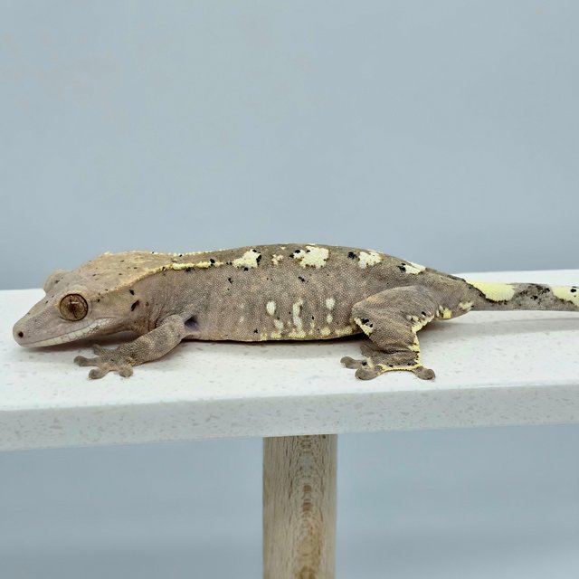 카푸치노 달마시안