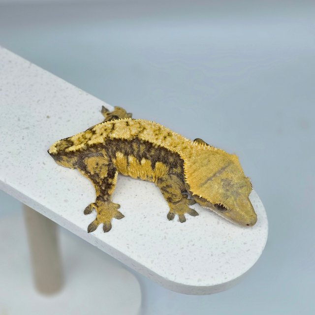 드리피 트라이 할리퀸