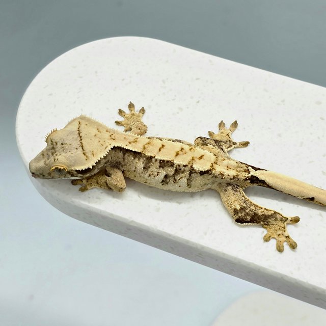 노멀 트라이 익스트림할리퀸