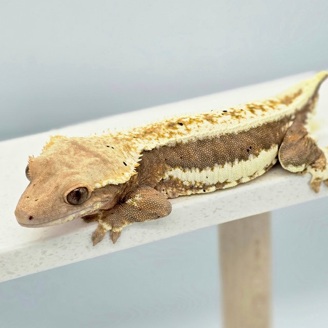 릴리화이트 팬텀 레드