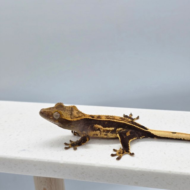 다크 엠티백 화이트핀