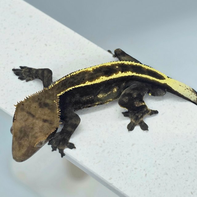 다크 엠티백 카푸치노 쿼드 풀핀 화이트핀