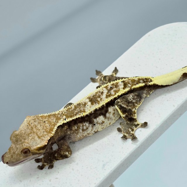 다크 쿼드 화이트핀 풀핀 엠티백