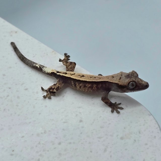 카푸치노 100%헷아잔틱