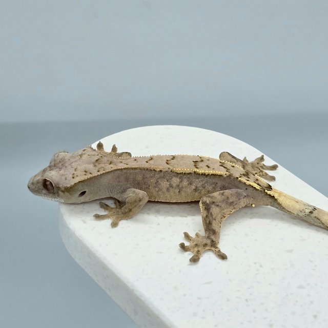 세이블 할리퀸 레드