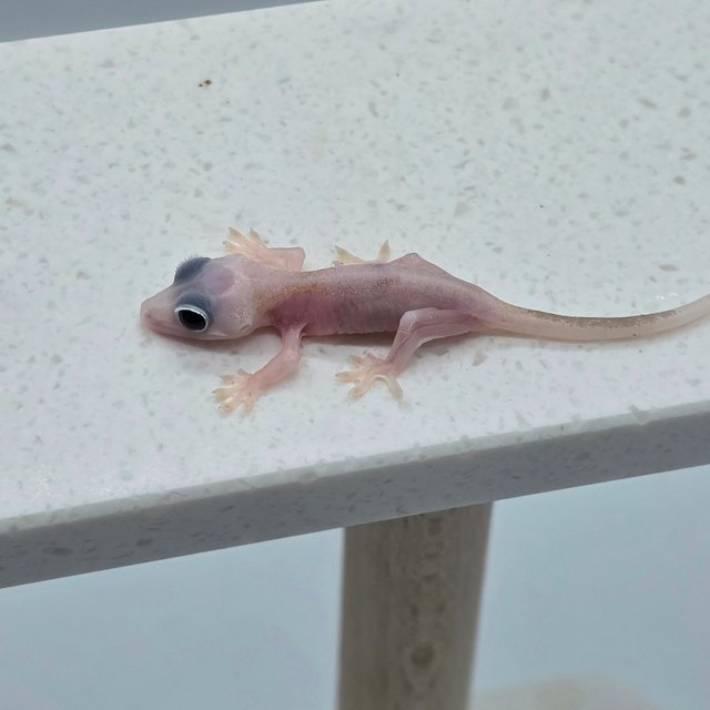 슈퍼하이포 하이포