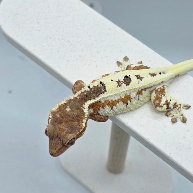 레드 프라푸치노