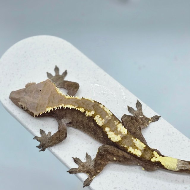 세이블 화이트핀 다크