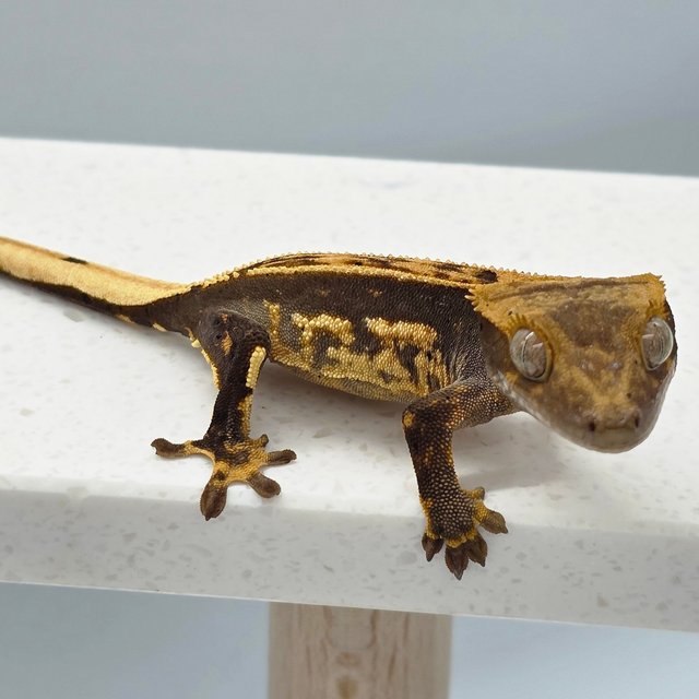 다크 엠티백 화이트핀