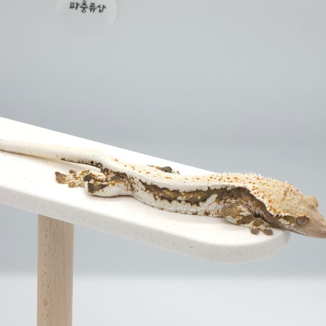 릴리화이트