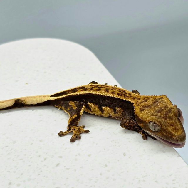 엠티백 풀핀 다크 쿼드