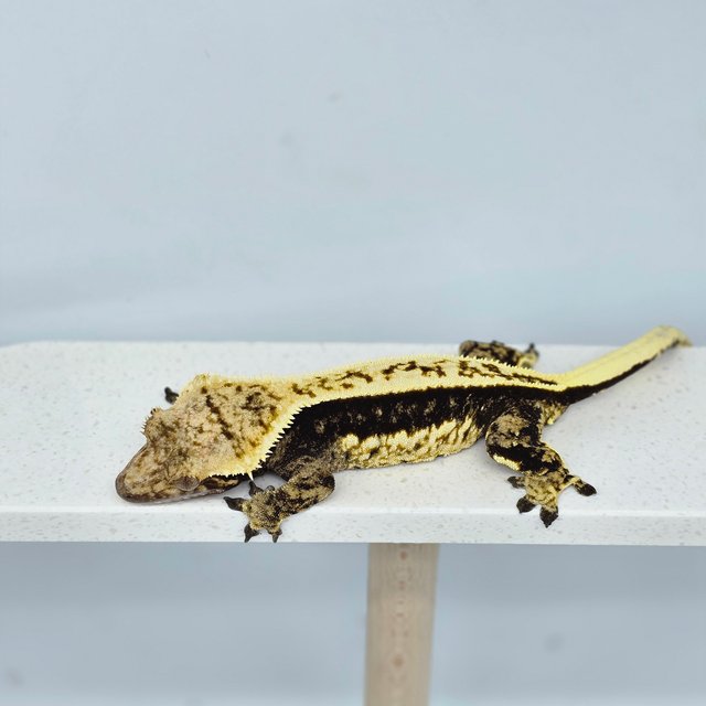 다크 쿼드 화이트크라운