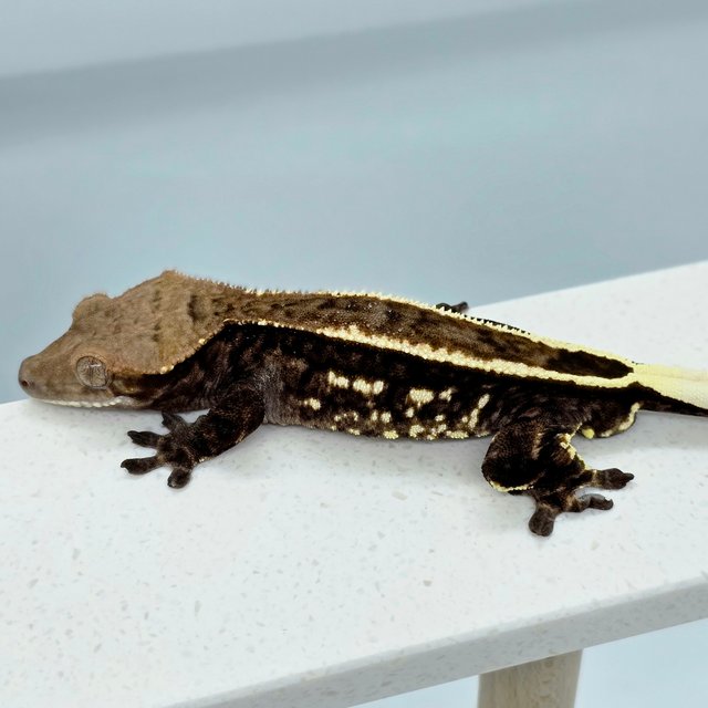 화이트포트홀 다크 엠티백 카푸치노 화이트핀 풀핀