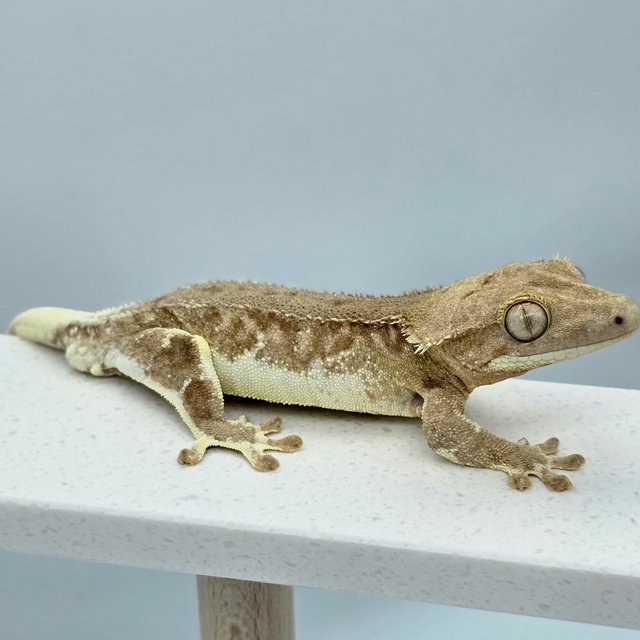 릴리화이트 팬텀