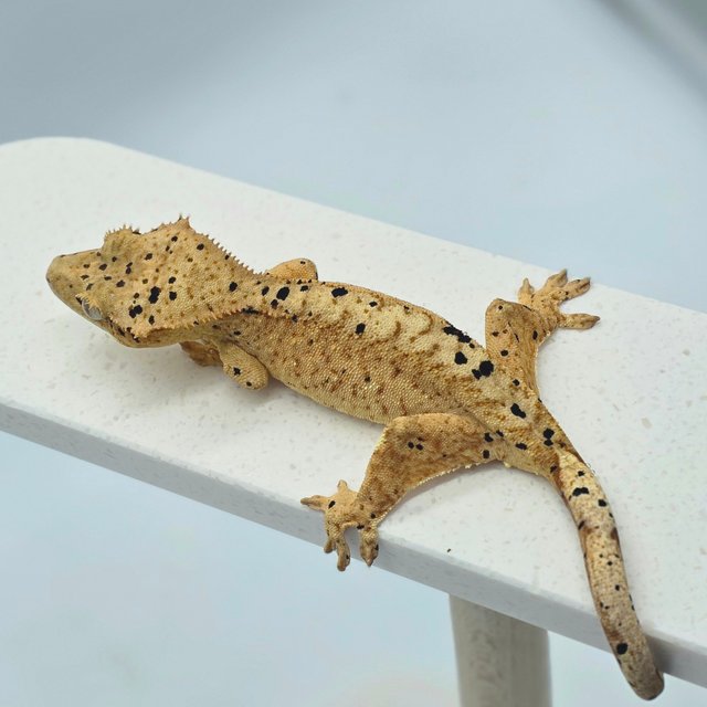 슈퍼달마시안 달마시안 옐로우