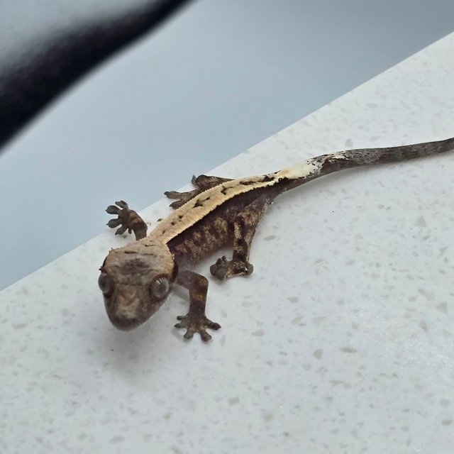 카푸치노 100%헷아잔틱