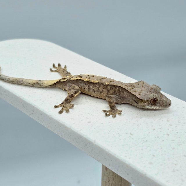 세이블 할리퀸 레드