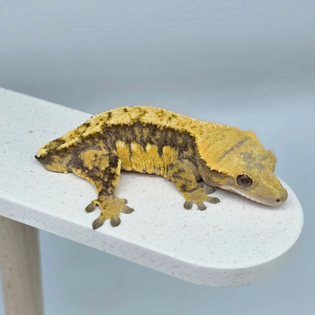 드리피 트라이 할리퀸