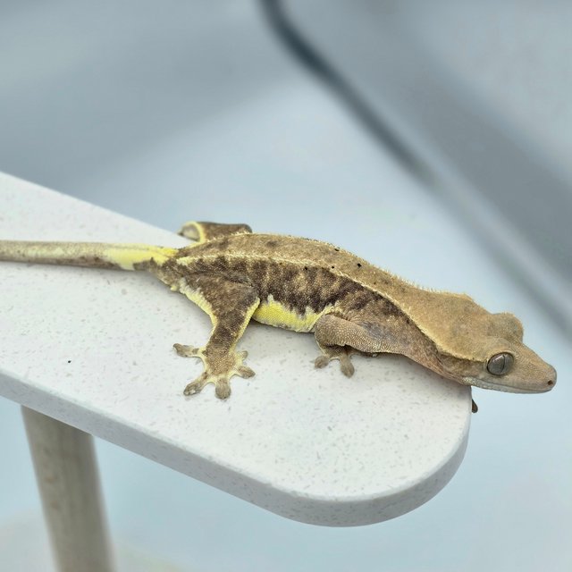 다크 팬텀 릴리화이트