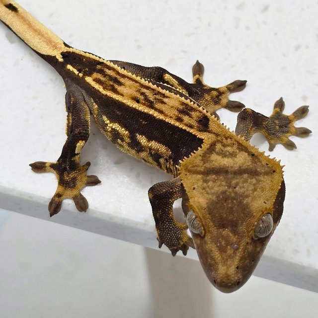 다크 엠티백 화이트핀