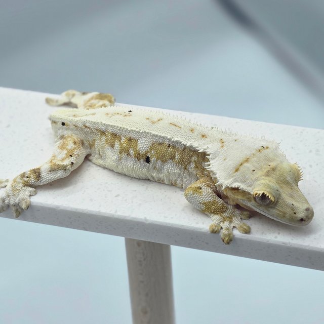 크림 릴리화이트