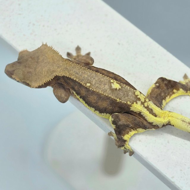 다크 팬텀 릴리화이트