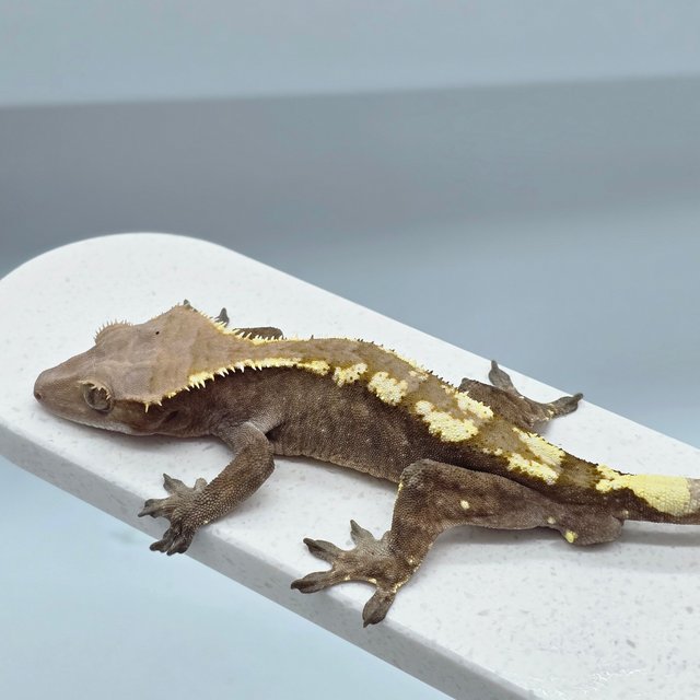 세이블 화이트핀 다크