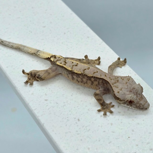 세이블 할리퀸 레드