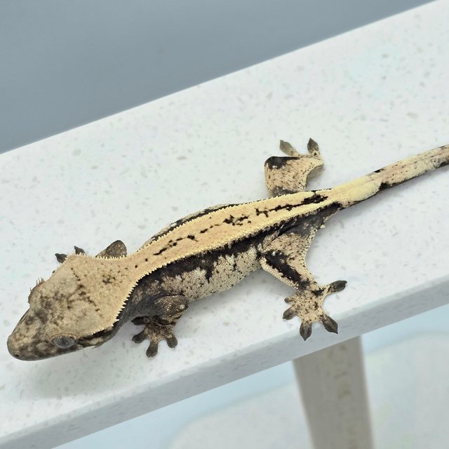 세이블 쿼드 드리피