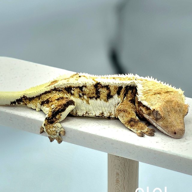 릴리화이트 트라이 텐저린