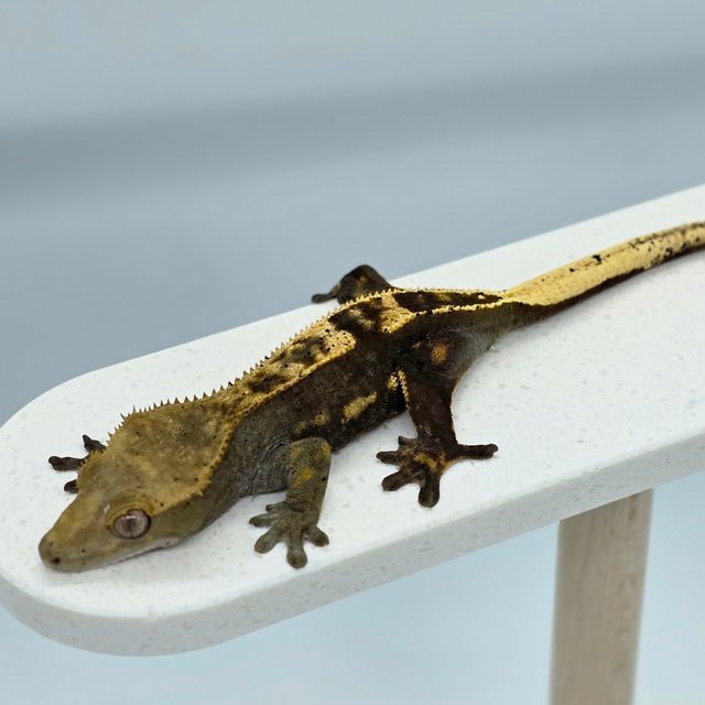 다크 쿼드 엠티백