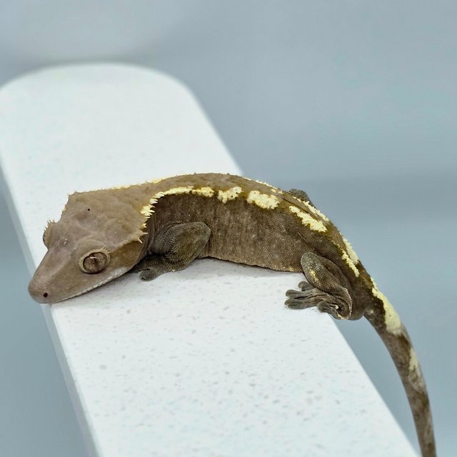 세이블 화이트핀 다크