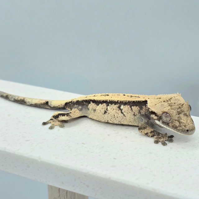 세이블 쿼드 드리피