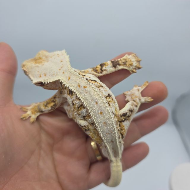 릴리화이트 트라이