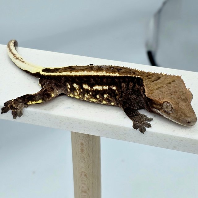 화이트포트홀 다크 엠티백 카푸치노 화이트핀 풀핀