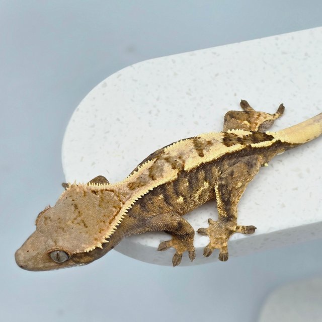 세이블 트라이 익스트림할리퀸