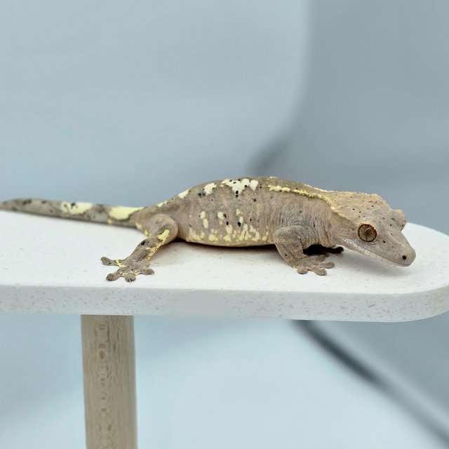 카푸치노 달마시안