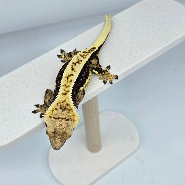 다크 쿼드 화이트크라운