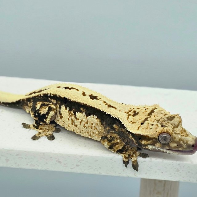 다크 노멀 쿼드 풀핀