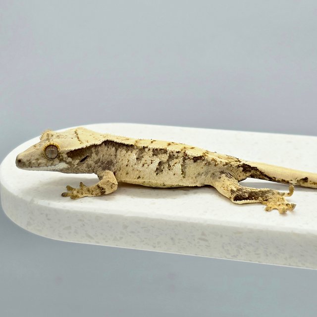 노멀 트라이 익스트림할리퀸