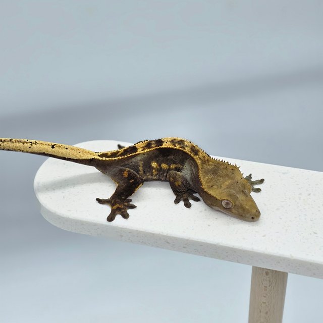 다크 쿼드 엠티백