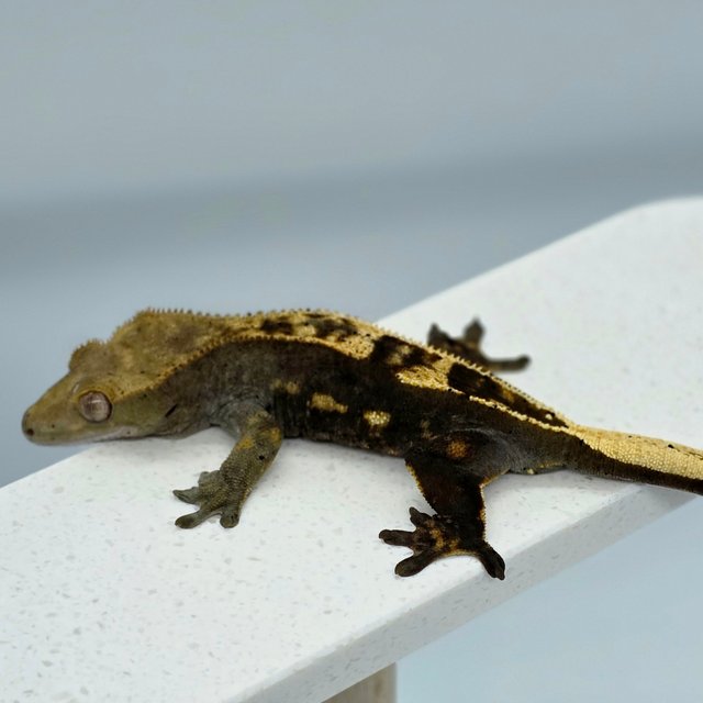 다크 쿼드 엠티백